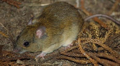 Melomys cervinipes 