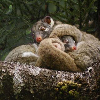 The Tree-Kangaroo and Mammal Group :: Gallery